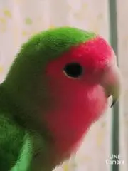 こざくらいんこ
