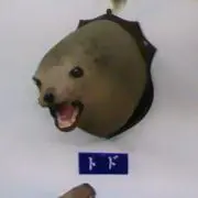 MARCUSの画像