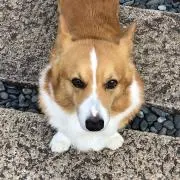 メルケンの画像
