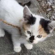 にゃんきちの画像