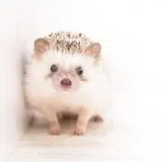 はりねずみ