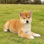 フルショップの画像