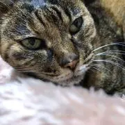 イップニの画像