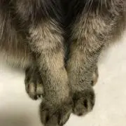 さくらの画像