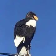 はなちゃんの画像