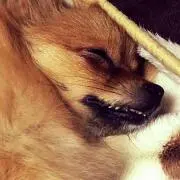 ユッ仔