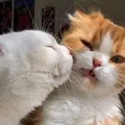 さくらの画像