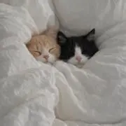 chhの画像