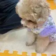 ぽんの画像