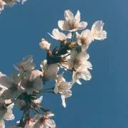 りとの画像