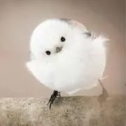 めるもん