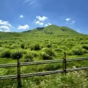 アボカドュの画像