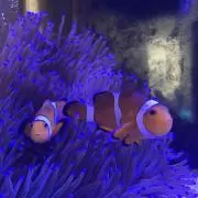 がちょ丸。の画像