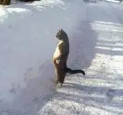 ブルーキャットの画像