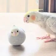 ジャスミンの画像