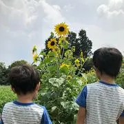 ぴろりんの画像