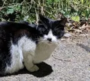 kateroseの画像