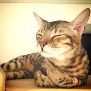 MISAJUN