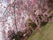 ma.しばらく発送出来ません。の画像