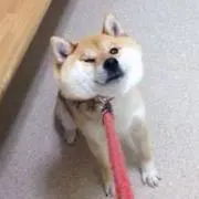柴犬の画像
