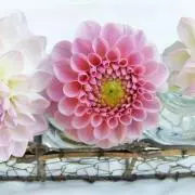 a.y.mの画像