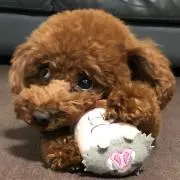 ちえこ☆彡の画像