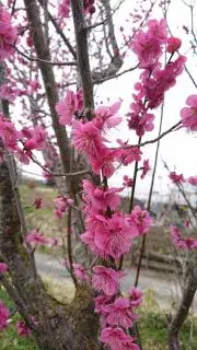 kgn1015の画像