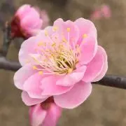 ゆーきゃん
