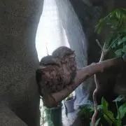 くらげ