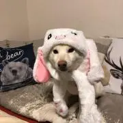 たか