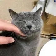 はなたろうの画像