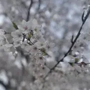 Rの画像