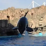 けまる