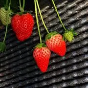 える