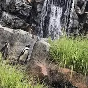 ますの画像