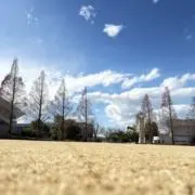 z5zの画像