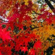 あじさいの画像