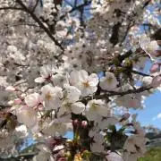 pyonの画像