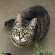猫草の画像
