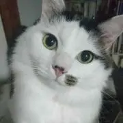 サザエの画像
