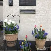 ビビの画像