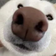 マロの画像