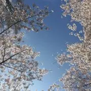 ボーダーの画像