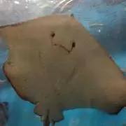 メロンの画像