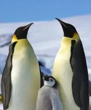 ぺんぎんの画像