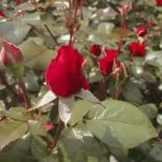 もずくの画像