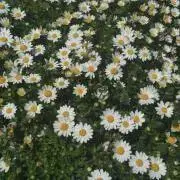 あきの画像