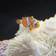 海女の画像