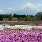 CHAMUの画像