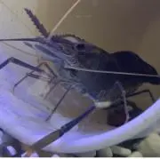 はむたろうの画像